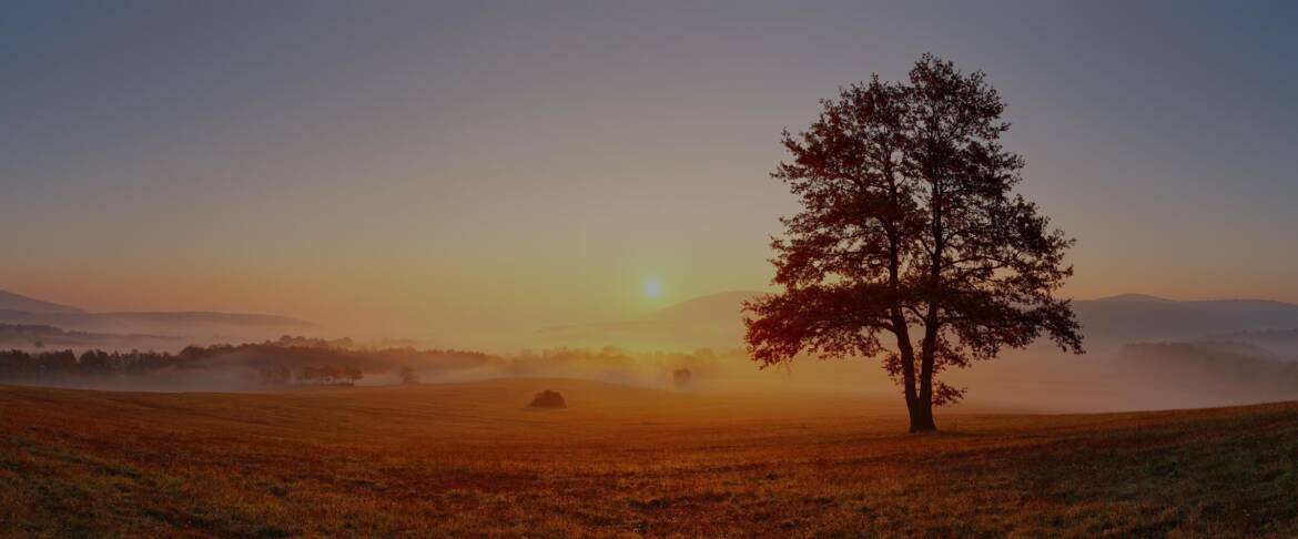 sunset-tree2.jpg